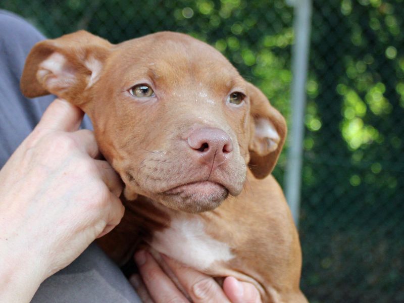 Anakin | American Bulldog | Merseyside (Liverpool) - 2