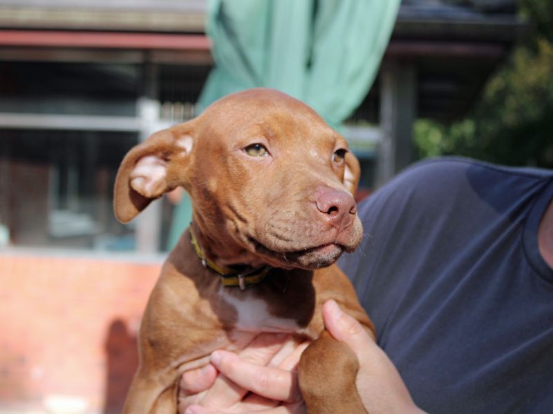Anakin | American Bulldog | Merseyside (Liverpool) - 1