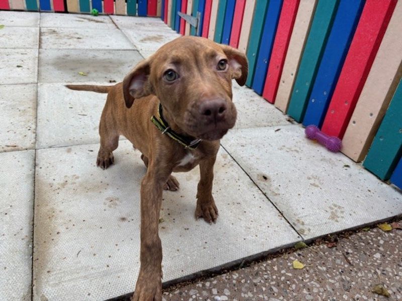 Skywalker | American Bulldog | Merseyside (Liverpool) - 1