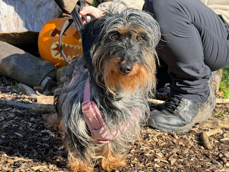 Elsie | Dachshund (Kaninchen/Rabbit, Wire Haired) | Merseyside (Liverpool) - 2