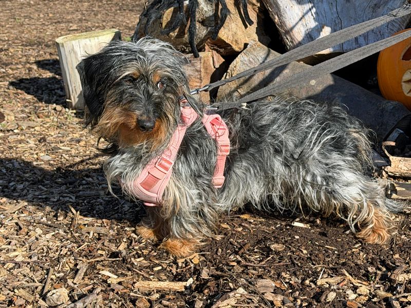 Elsie | Dachshund (Kaninchen/Rabbit, Wire Haired) | Merseyside (Liverpool) - 3