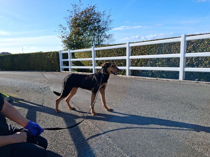 Bleu | New Zealand Huntaway | Cumbria - 2