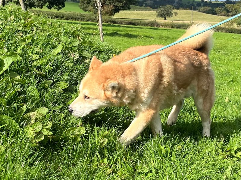 Pumpkin | Chow Chow Cross | Cumbria - 1