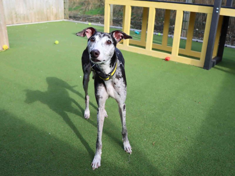 Belle | Lurcher | Darlington - 2