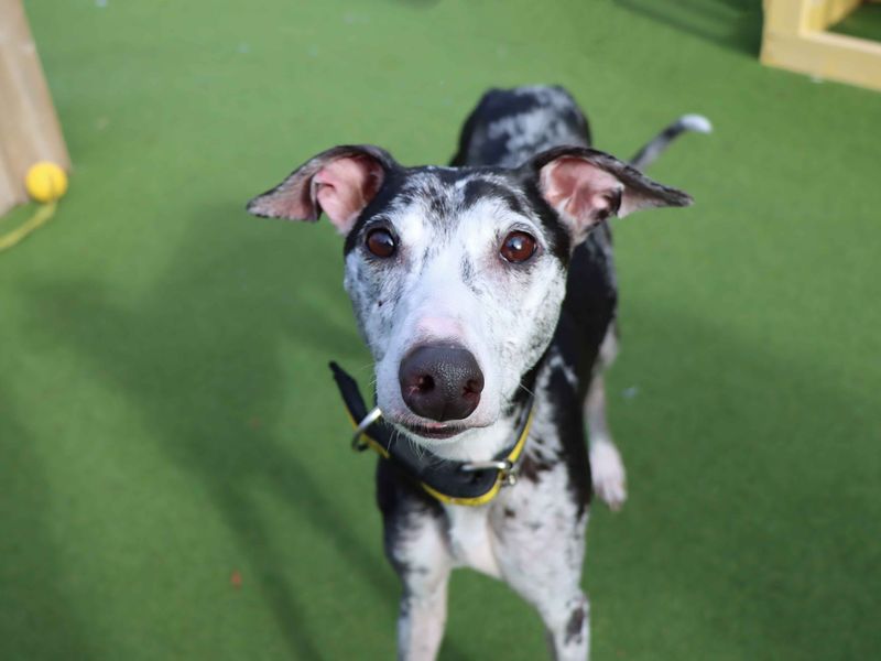 Belle | Lurcher | Darlington - 1