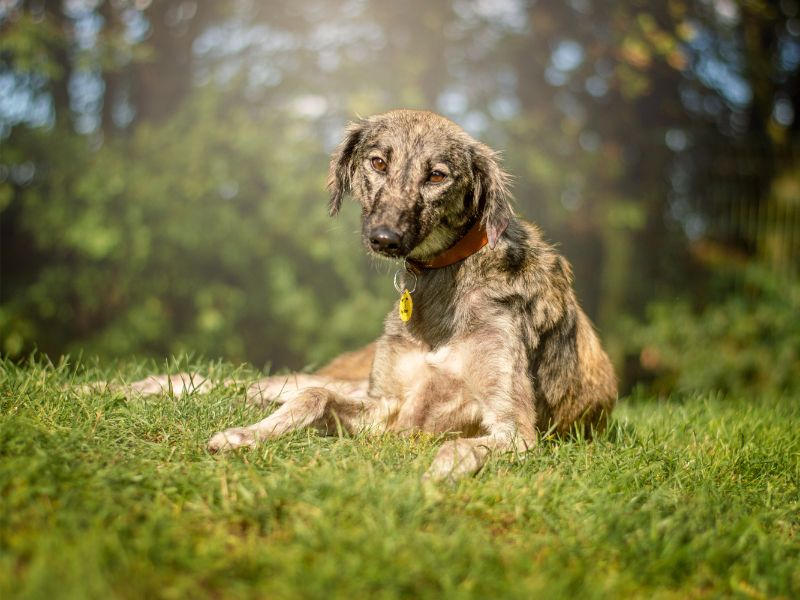 Kiwi | Lurcher Cross | Kenilworth (West Midlands) - 3