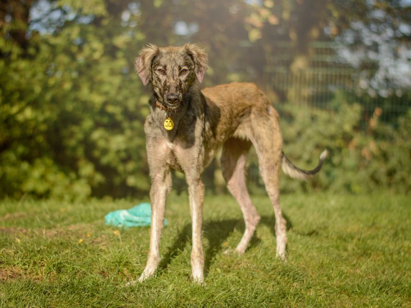 Kiwi | Lurcher Cross | Kenilworth (West Midlands) - 2