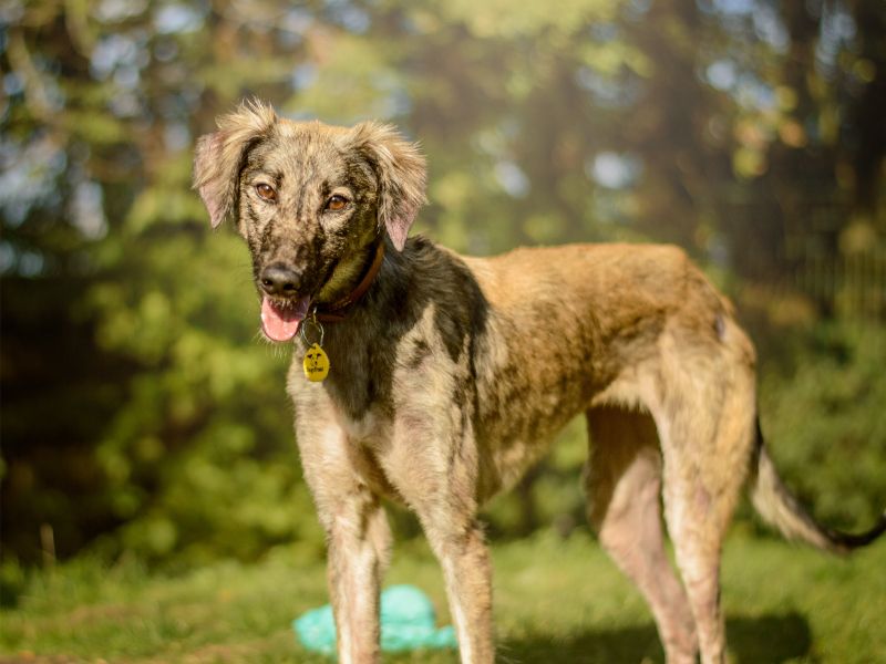 Kiwi | Lurcher Cross | Kenilworth (West Midlands) - 1