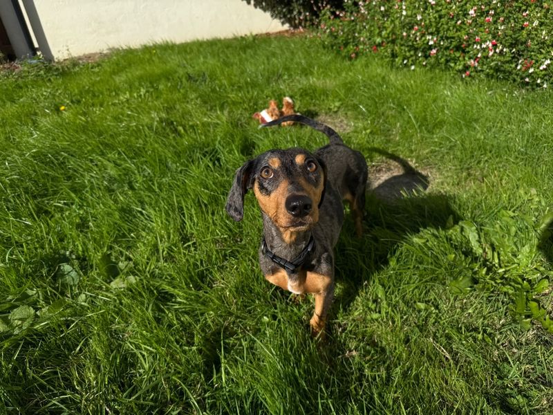 Dachshund Dogs And Puppies For Adoption