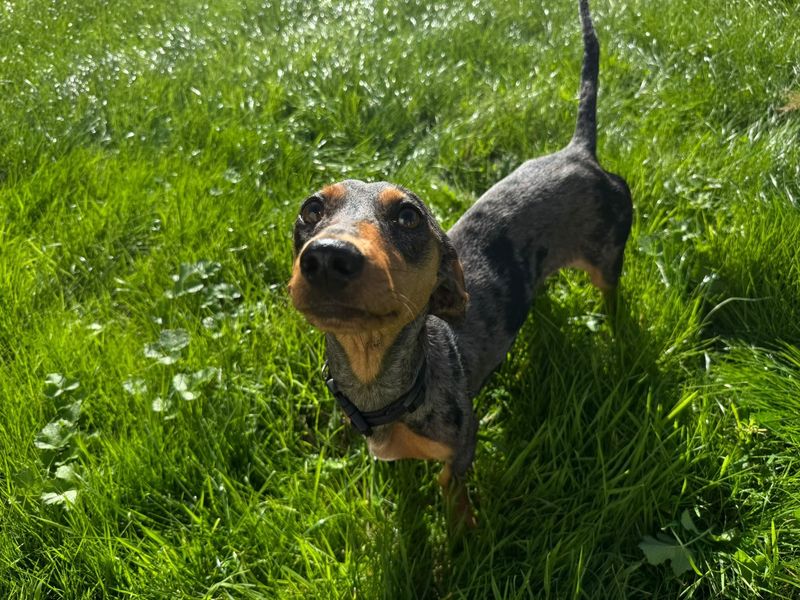 Myrtle | Dachshund (Smooth Haired) | Bridgend (Wales) - 2