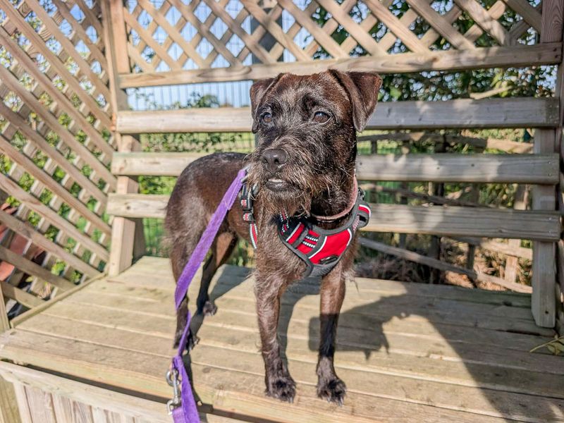 Dottie | Terrier (Patterdale) | Evesham (Worcestershire) - 1