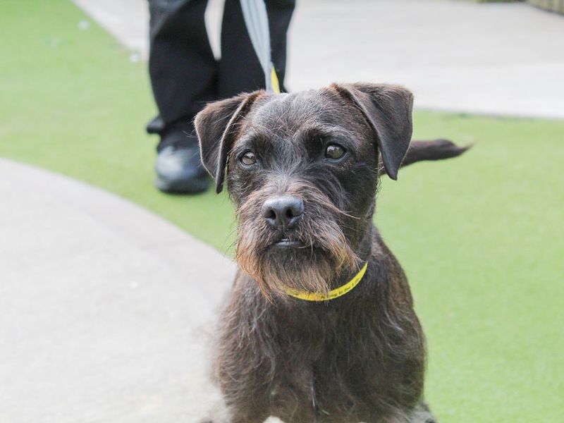 Dottie | Terrier (Patterdale) | Evesham (Worcestershire) - 3