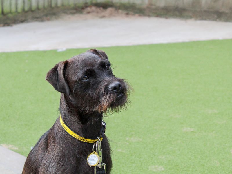 Dottie | Terrier (Patterdale) | Evesham (Worcestershire) - 4