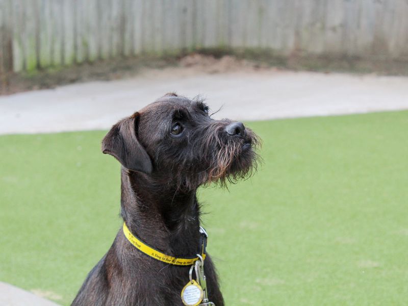 Dottie | Terrier (Patterdale) | Evesham (Worcestershire) - 5