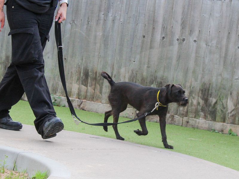 Dottie | Terrier (Patterdale) | Evesham (Worcestershire) - 2
