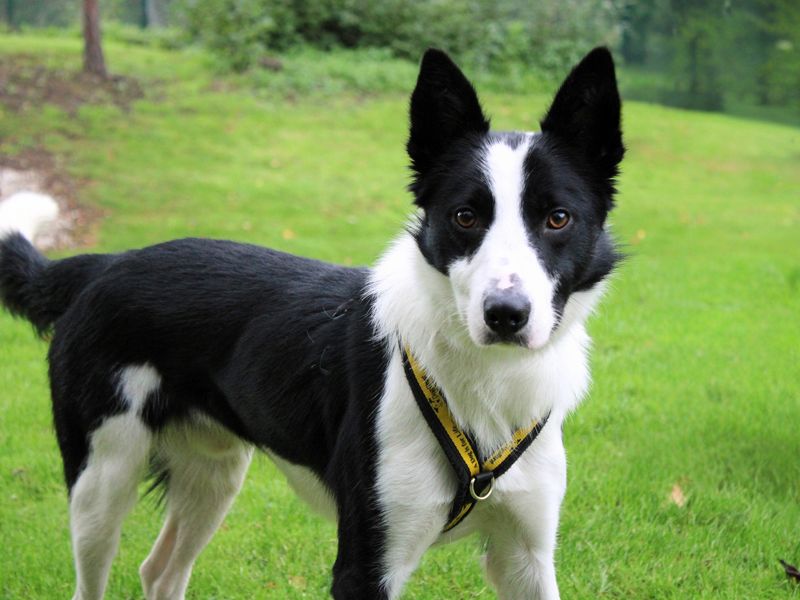 Jetson | Collie (Border) | Merseyside (Liverpool) - 1
