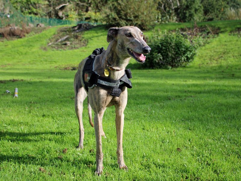 Annie | Greyhound | Merseyside (Liverpool) - 2