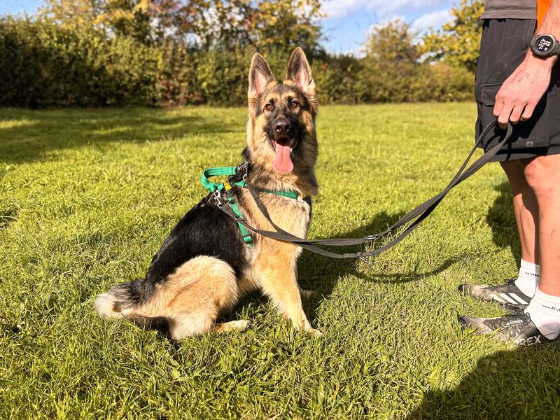 Wren | German Shepherd Dog | Salisbury (Wiltshire) - 4
