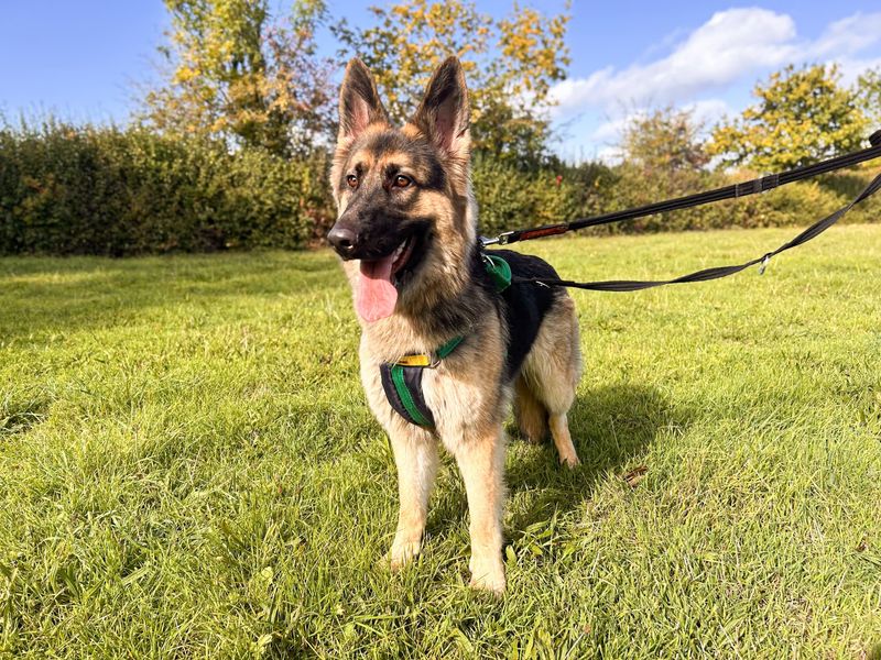 Wren | German Shepherd Dog | Salisbury (Wiltshire) - 2