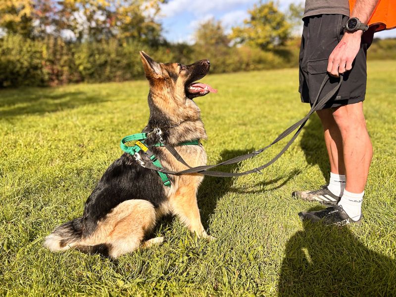 Wren | German Shepherd Dog | Salisbury (Wiltshire) - 5