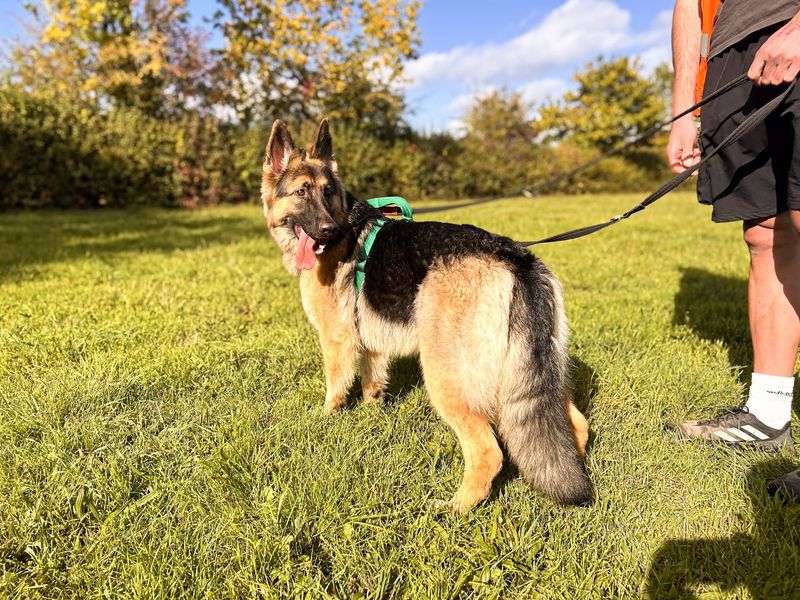 Wren | German Shepherd Dog | Salisbury (Wiltshire) - 3