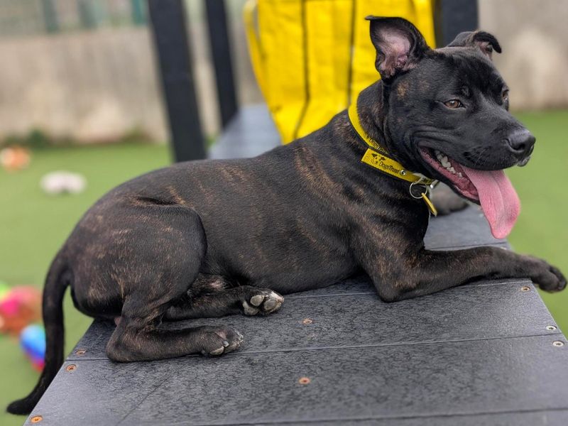 Hustle | Terrier (Staffordshire Bull) | Canterbury - 2