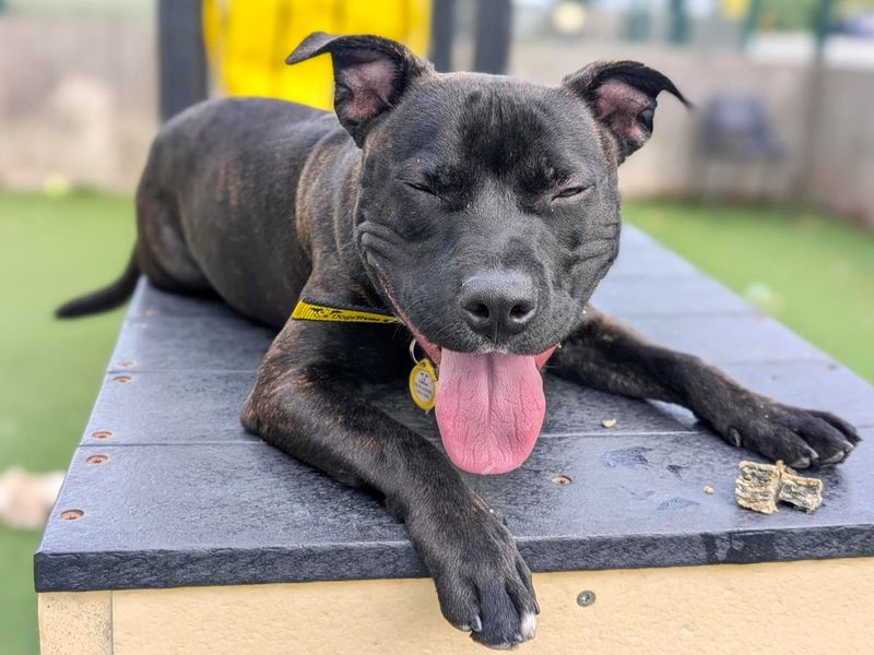 Hustle | Terrier (Staffordshire Bull) | Canterbury - 4