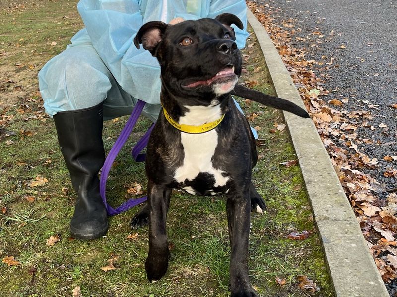 Hustle | Terrier (Staffordshire Bull) | Canterbury - 3