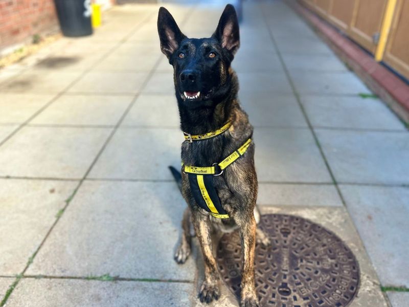 Verity | Belgian Shepherd Dog (Malinois) | Snetterton (Norfolk) - 1