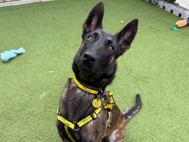 Verity | Belgian Shepherd Dog (Malinois) | Snetterton (Norfolk) - 5