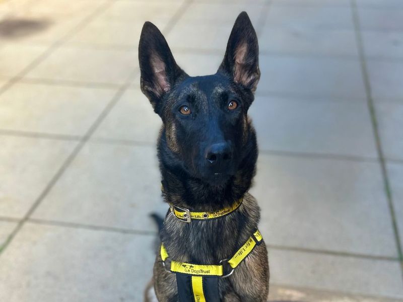 Verity | Belgian Shepherd Dog (Malinois) | Snetterton (Norfolk) - 4