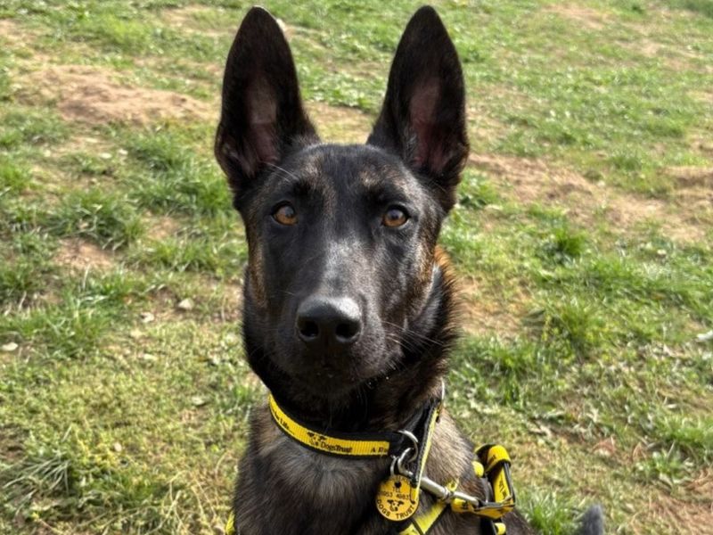 Verity | Belgian Shepherd Dog (Malinois) | Snetterton (Norfolk) - 3