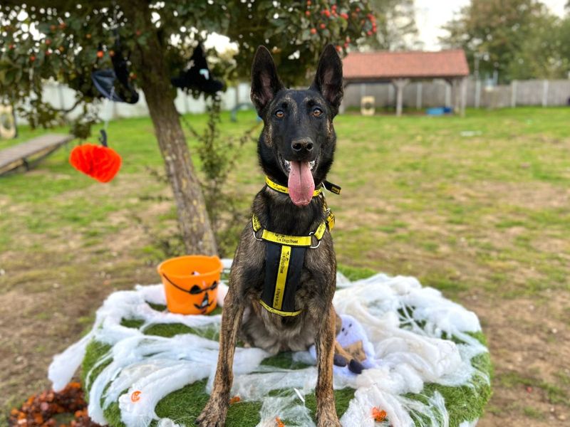 Verity | Belgian Shepherd Dog (Malinois) | Snetterton (Norfolk) - 2