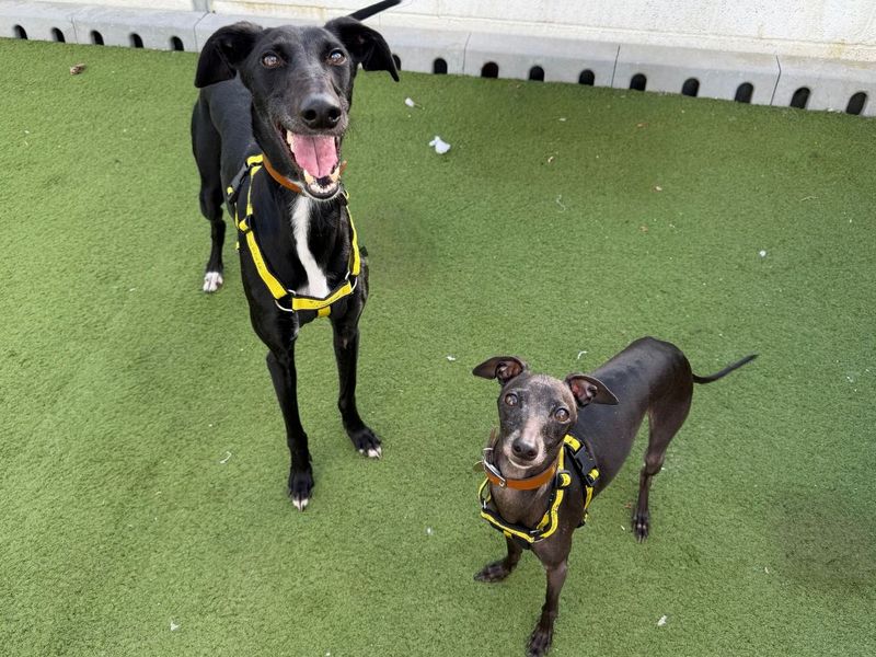 Wordsworth | Greyhound (Italian) | Snetterton (Norfolk) - 5