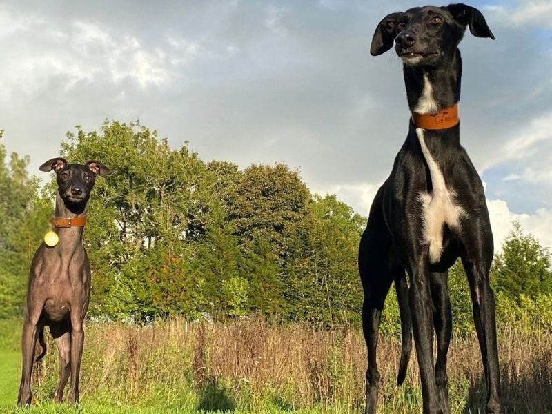 Wordsworth | Greyhound (Italian) | Snetterton (Norfolk) - 3
