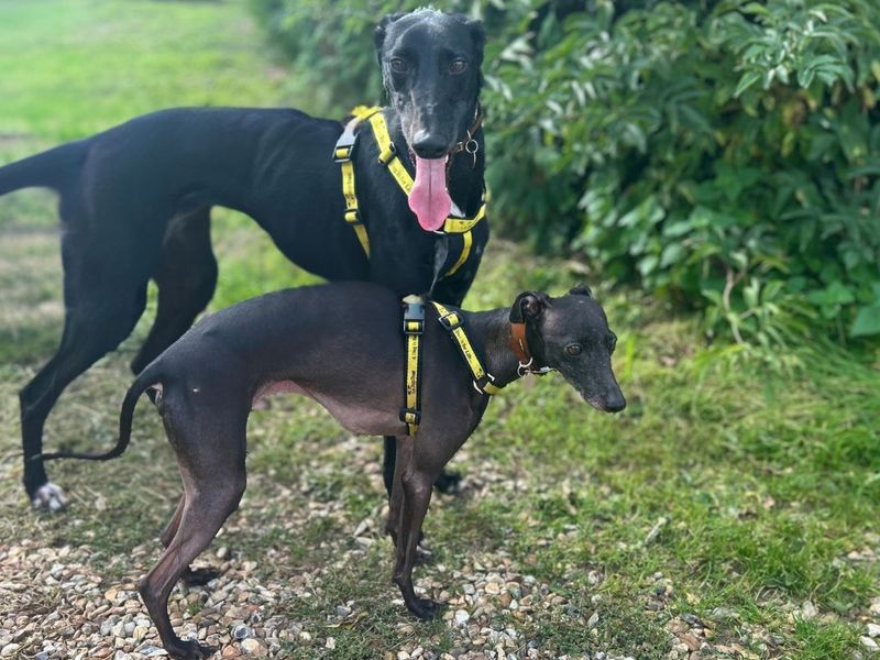 Dahlia | Lurcher | Snetterton (Norfolk) - 7