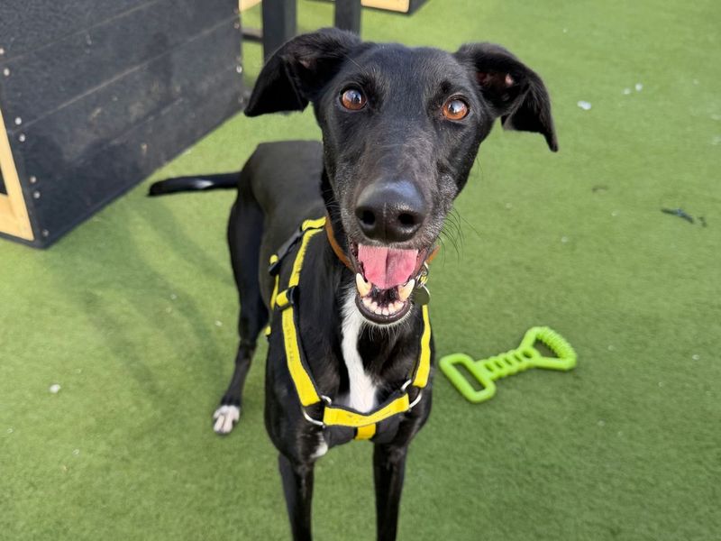 Dahlia | Lurcher | Snetterton (Norfolk) - 1