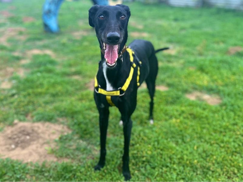 Dahlia | Lurcher | Snetterton (Norfolk) - 4