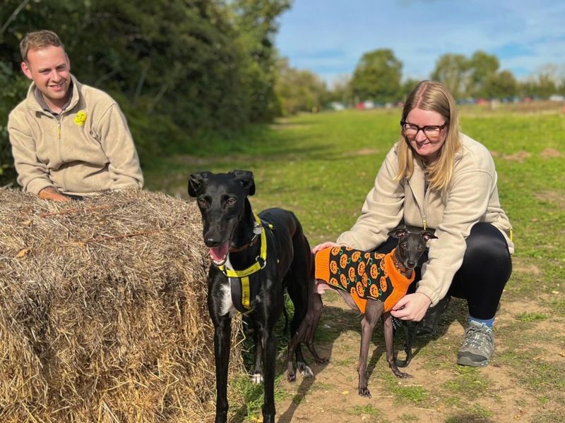 Dahlia | Lurcher | Snetterton (Norfolk) - 5