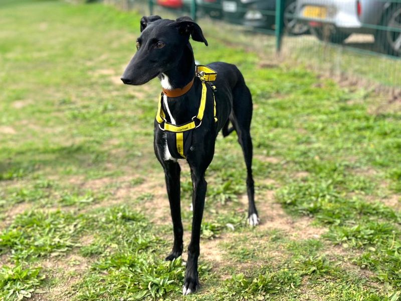 Dahlia | Lurcher | Snetterton (Norfolk) - 3