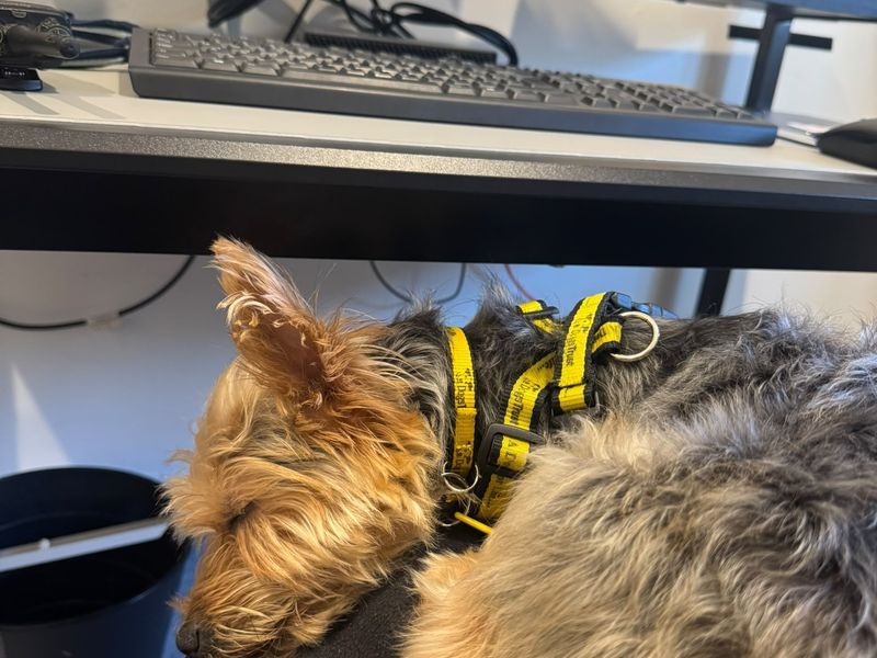 Tipsy | Terrier (Yorkshire) | Shoreham (Sussex) - 3