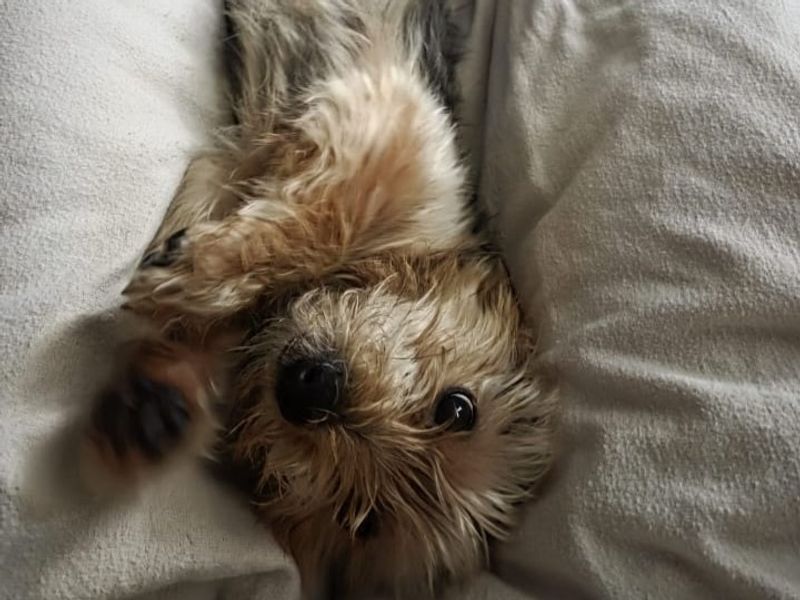 Tipsy | Terrier (Yorkshire) | Shoreham (Sussex) - 4
