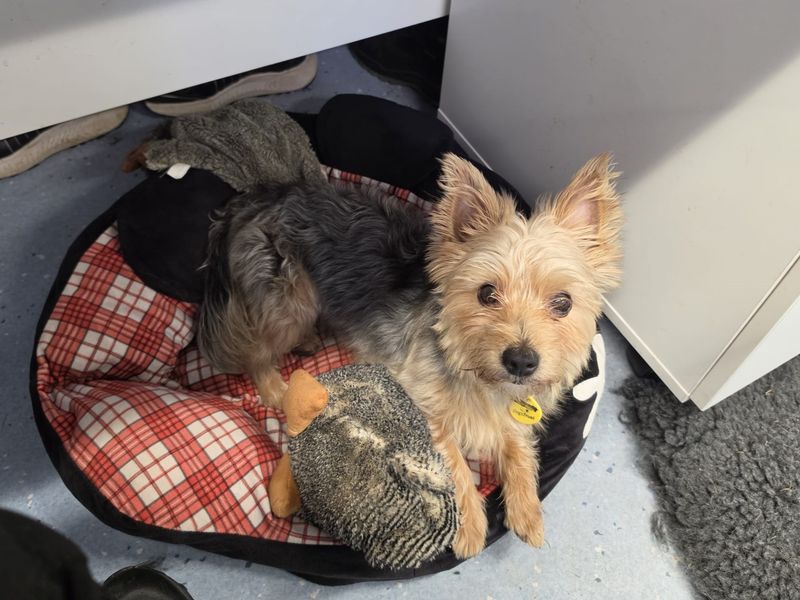 Tipsy | Terrier (Yorkshire) | Shoreham (Sussex) - 2