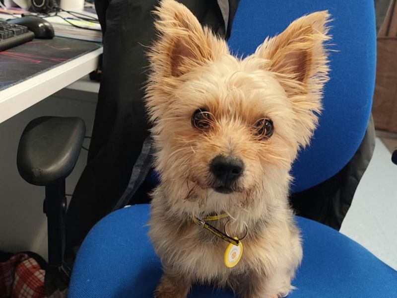 Yorkshire Terrier Dogs And Puppies For Adoption