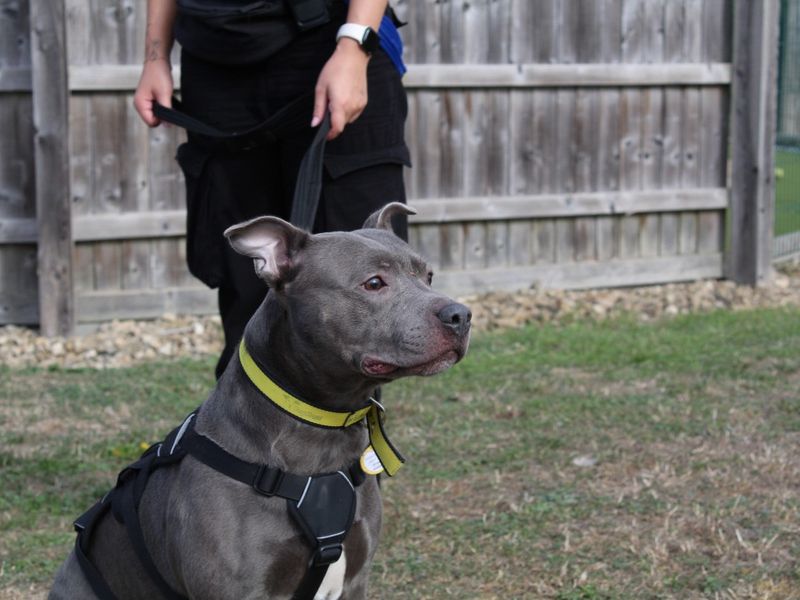 Terry | Terrier (Staffordshire Bull) | Evesham (Worcestershire) - 3