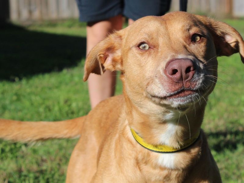 Wendy | Crossbreed | Evesham (Worcestershire) - 7