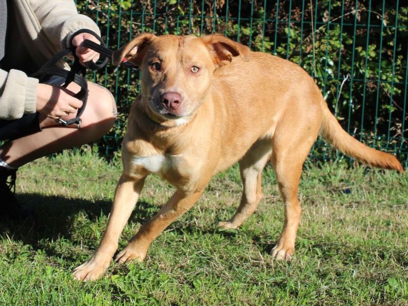Wendy | Crossbreed | Evesham (Worcestershire) - 6
