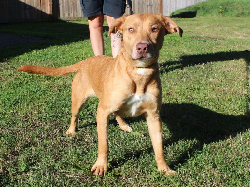 Wendy | Crossbreed | Evesham (Worcestershire) - 1