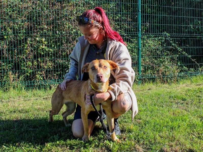 Wendy | Crossbreed | Evesham (Worcestershire) - 5