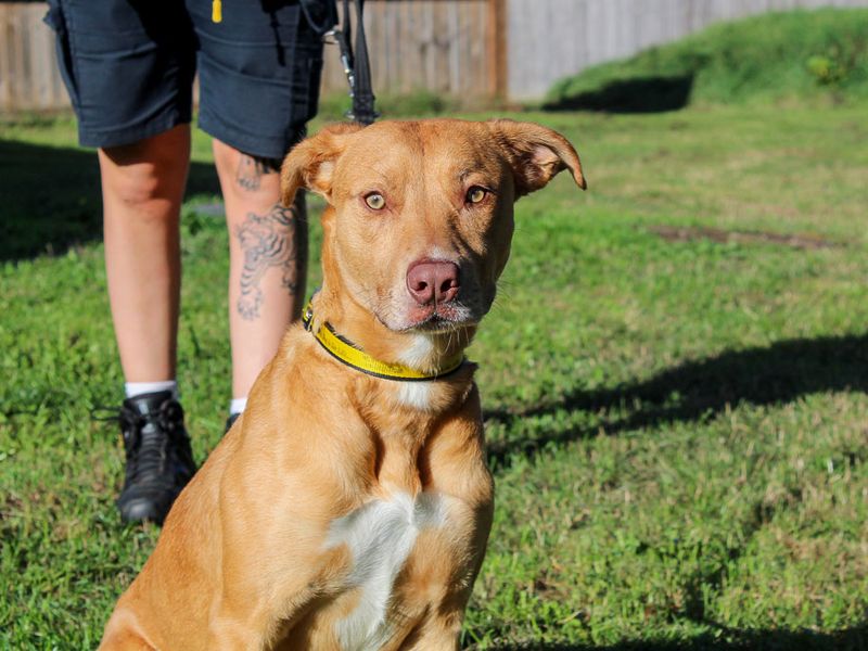 Wendy | Crossbreed | Evesham (Worcestershire) - 3